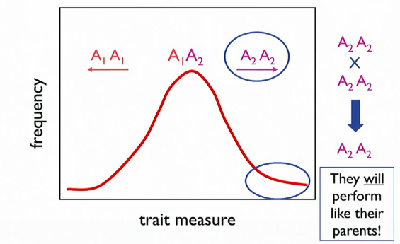 <p>predictable</p><p></p>