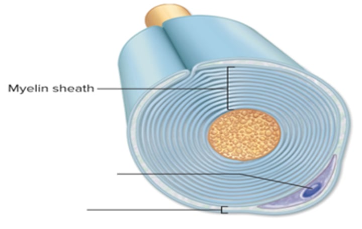 <p>overlapping layer of neurolemmocyte plasma membrane</p>