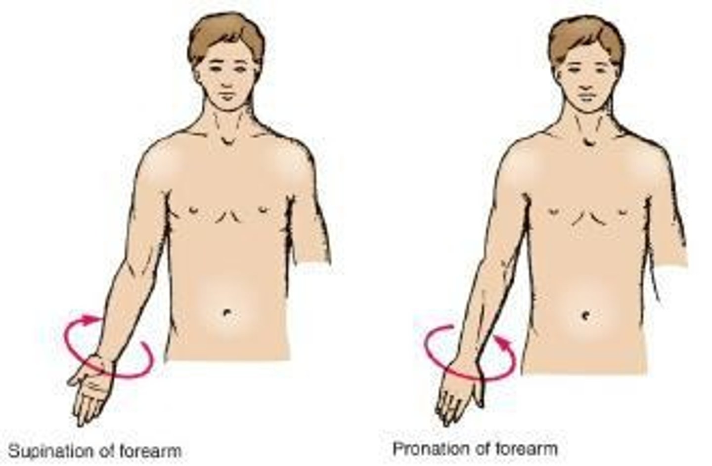 <p>Turning the forearm medially in such a manner that the palm of the hand faces posteriorly.</p>