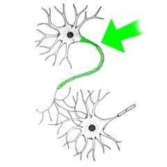 <p>the extension of a neuron, ending in branching terminal fibers, through which messages pass to other neurons or to muscles or glands</p>