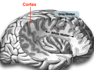 <p>specific nerve tracts (collections of nerves with similar functions). It is deep to gray matter. </p>