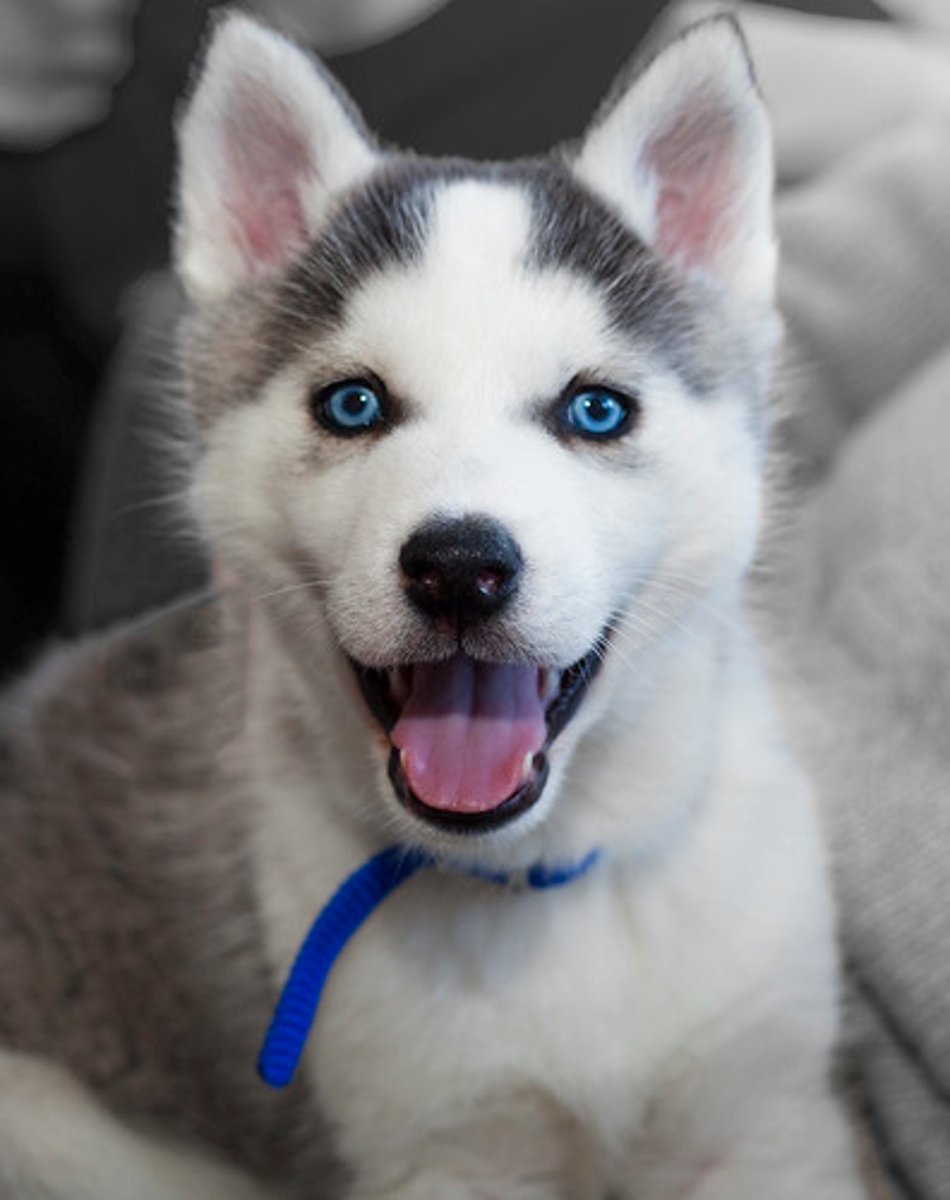 <p>&gt; The patient should be clean and free of any debris</p><p>&gt; If the hair and coat of the patient is wet or full of debris, confusing artifacts can appear on the radiograph, so dry the fur off completely. Come prepared with a towel!</p><p>&gt; Collars, harnesses, and leashes of any sort (especially those made of metal), should be removed</p><p>&gt; Remove bandages, splints, and casts before radiography unless there is a definite medical reason for leaving them in place</p><p>&gt; Pedal radiography of the horse may require removing the shoe and cleaning the frog of the foot to minimize any artifacts that may obscure an area of interest</p><p>&gt; For radiography of the small animal abdomen, the GI tract must be free of ingesta and fecal material, so a cathartic such as an enema or laxative may be indicated to remove the obstructive material</p><p>&gt; Contrast material can be added to the patient for closer observation of the areas of interest</p>