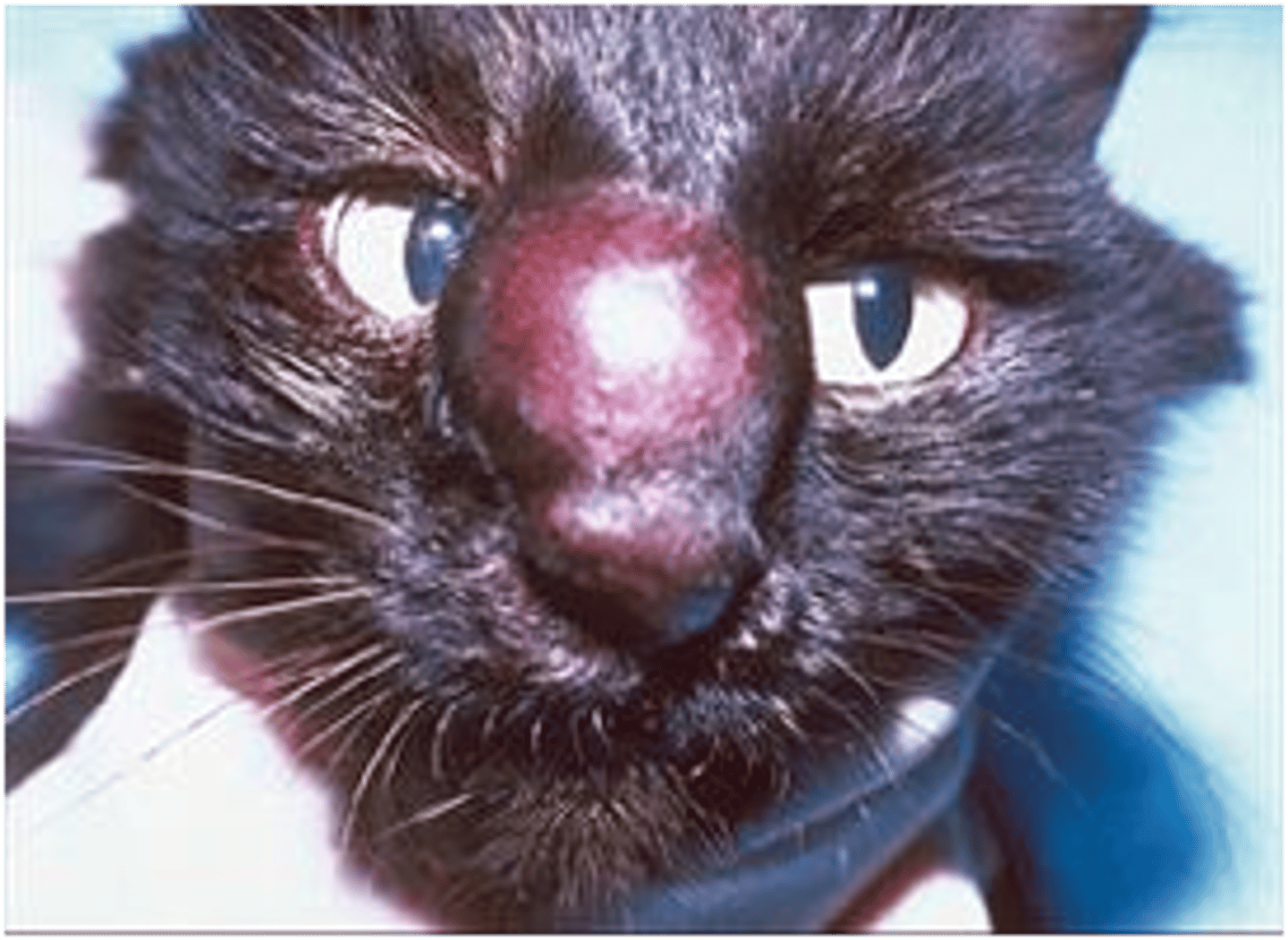 <p>this cat is likely suffering from what disease</p>