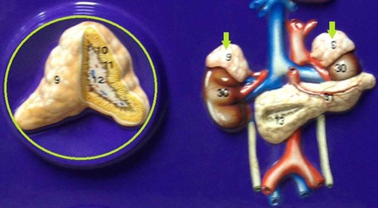 <p>Identify the glands (plural)</p>