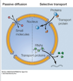 <ul><li><p>Two Transport Mechanisms:</p><ul><li><p>Passive diffusion: small molecules pass freely thru the nuclear pore and equilibrate across envelope</p></li><li><p>Selective transport: most proteins and RNAs, recognized by specific signals, selectively transported across nuclear pore and accumulate in one compartment</p></li></ul></li></ul><p></p>