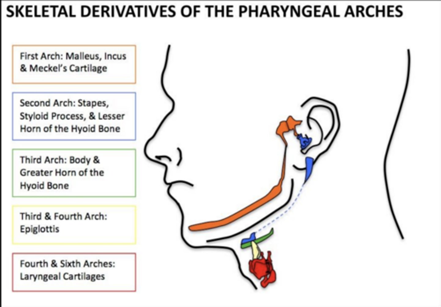 <p>Stapes, styloid process, stylohyoid ligament, lesser horn of hyoid.</p>