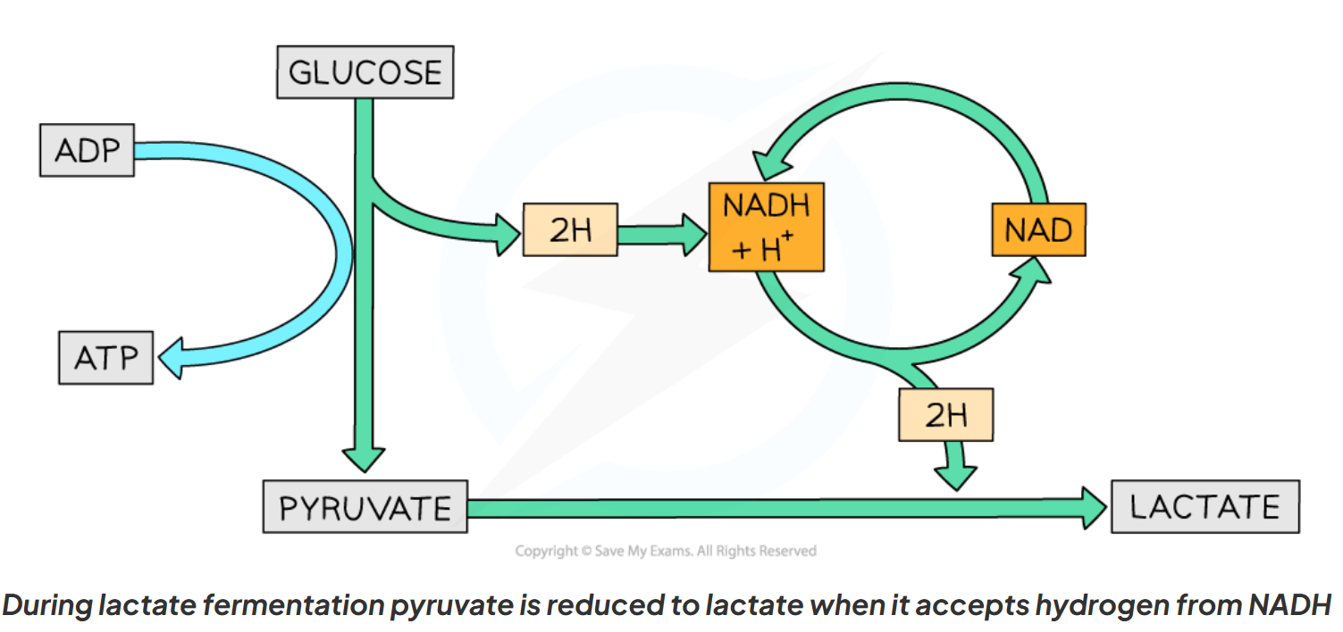 <p>Pyruvate is converted into lactic acid:</p><ul><li><p>pyruvate is reduced (gains hydrogen from NADH) which regenerates NAD, allowing glycolysis & ATP production to continue in the absence of oxygen</p></li></ul><p></p>
