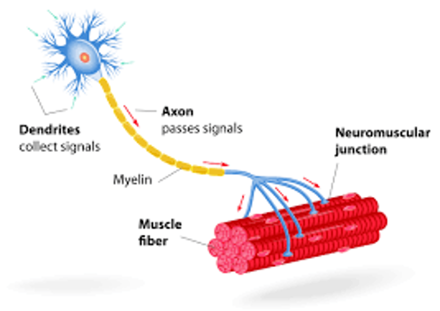 <p>Lower Motor Neurons make contact with Skeletal Muscle Cells, synapsing at the Neuromuscular Junction. This is what then controls a Motor Unit (a group of skeletal muscle cells innervated by one lower motor neuron).</p>