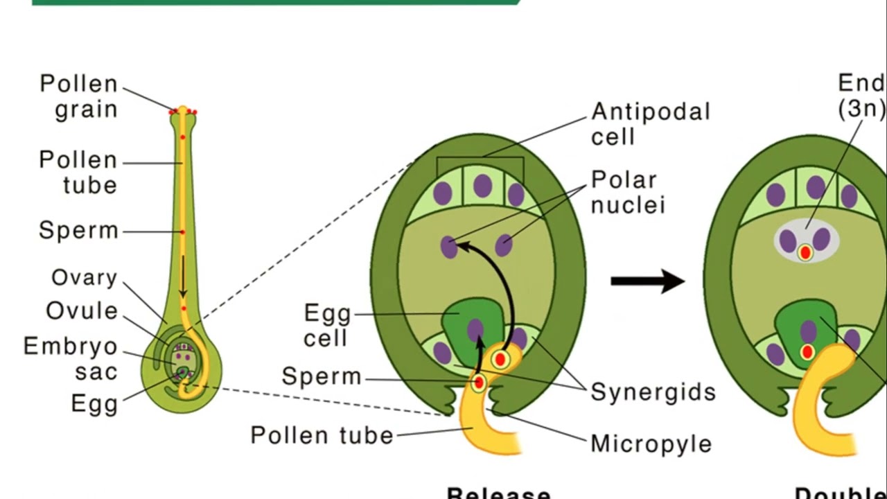 <ul><li><p>Pollen grain has 2 sperm nuclei</p></li><li><p>pollen grain germinates on the stigma of the same plant specie and produces a germ tube</p></li><li><p>Germ tube grown down the style </p></li><li><p>Reaches the ovary it seeks out the opening in the ovule called micropyle</p></li><li><p>One sperm nucleus fuses with the egg nucleus inside the ovule to form the zygote</p></li><li><p>Second sperm nucleus fuses with the polar nuclei to form the endosperm which is the food storage</p></li></ul><p></p>
