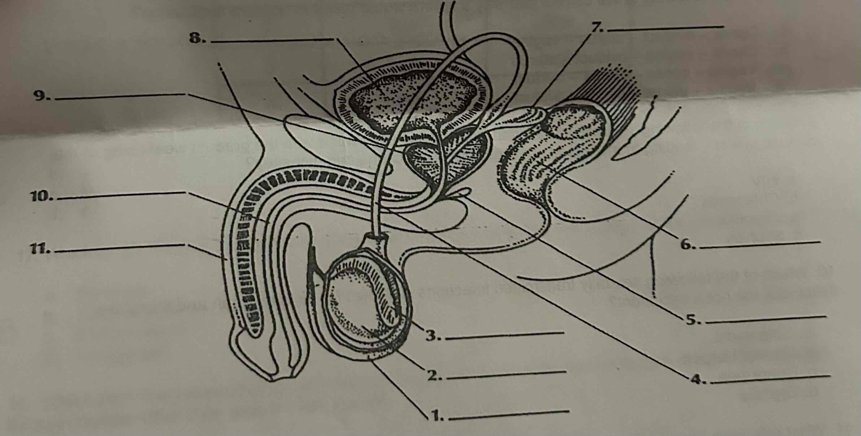 <p><span>What is the role of the structure labeled '7' in the male reproductive system?</span><br><span>A. Produce seminal fluid</span><br><span>B. Store sperm</span><br><span>C. Transport sperm from the testes&nbsp;</span><br><span>D. Produce testosterone</span></p>
