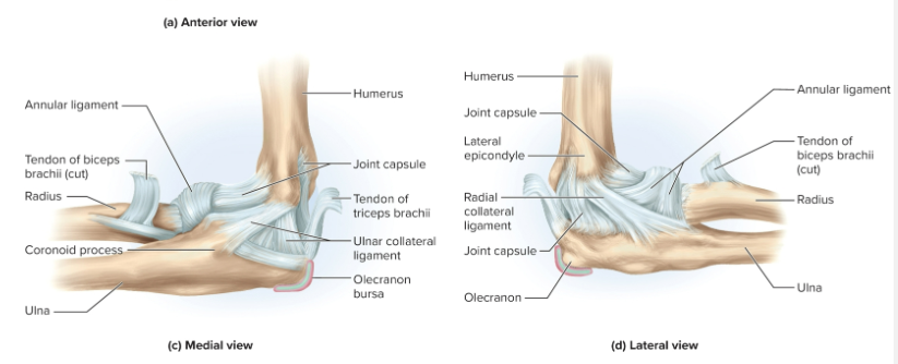 <p>Anatomy of the elbow joint: </p>