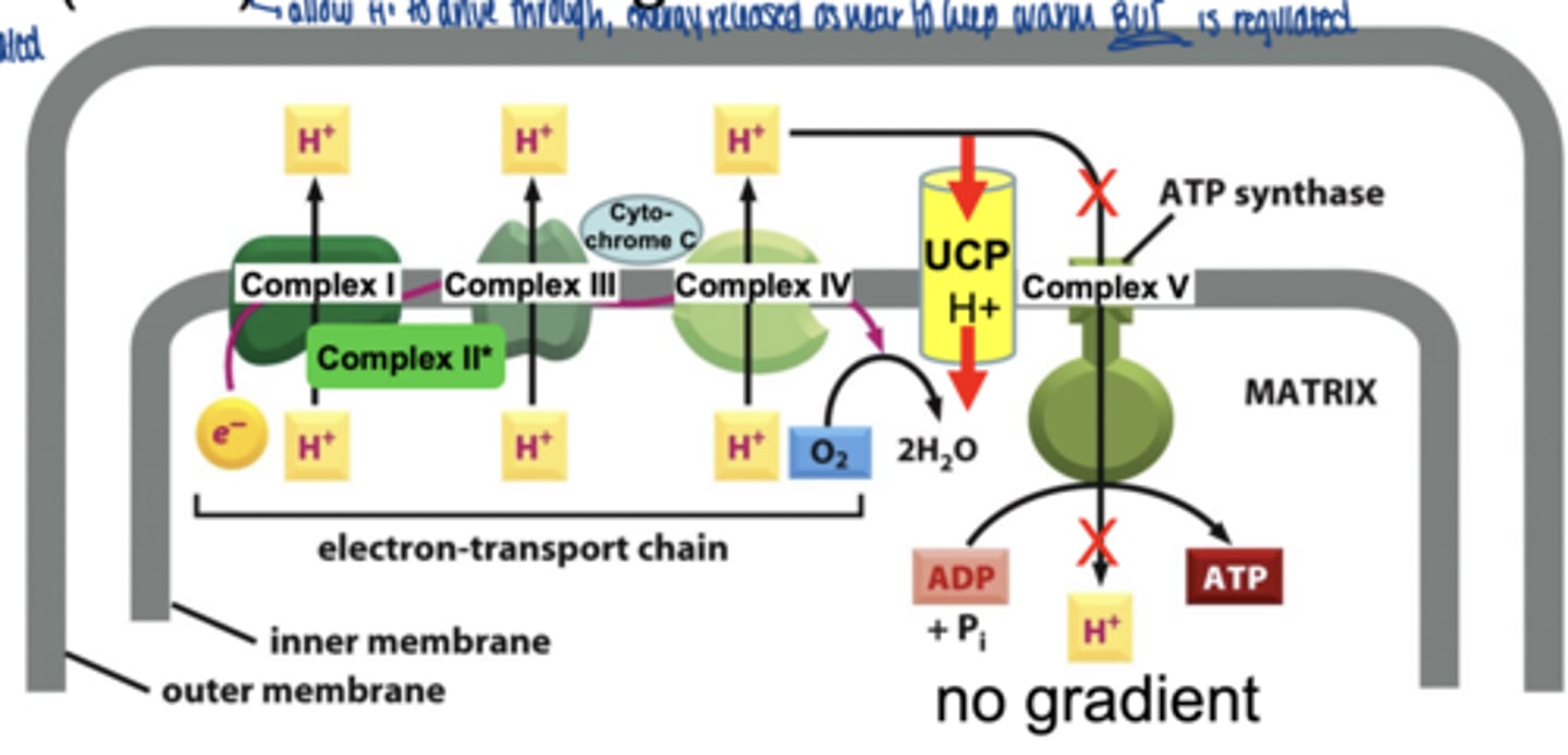 <p>uncoupling protein (UCP)</p><p>**regulated**</p>