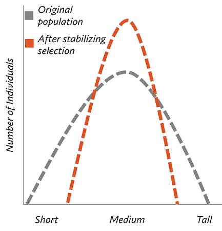 <p>Favours the middle phenotype and eliminates the extreme phenotypes, keeping the population fairly constant</p>