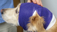 <p>What kind of bandage is this?</p>
