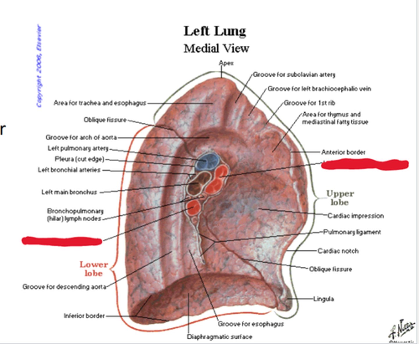 knowt flashcard image