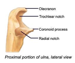 <p>a projection of the ulna that fits into the olecranon fossa of the humerus when forearm extends</p>
