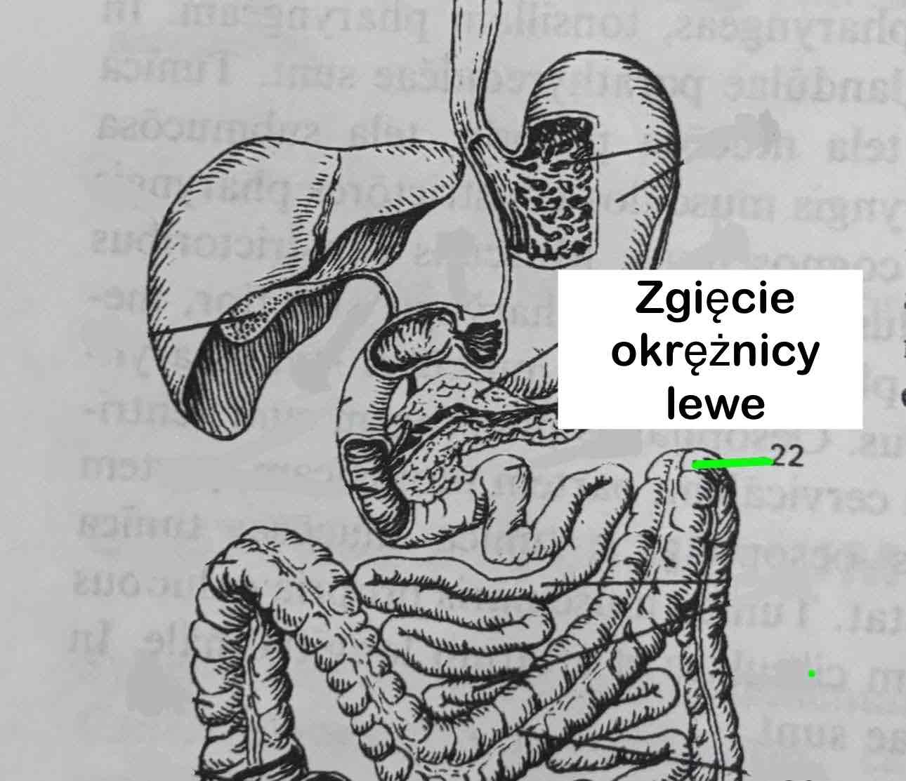 <p>Zgięcie okrężnicy lewe</p>