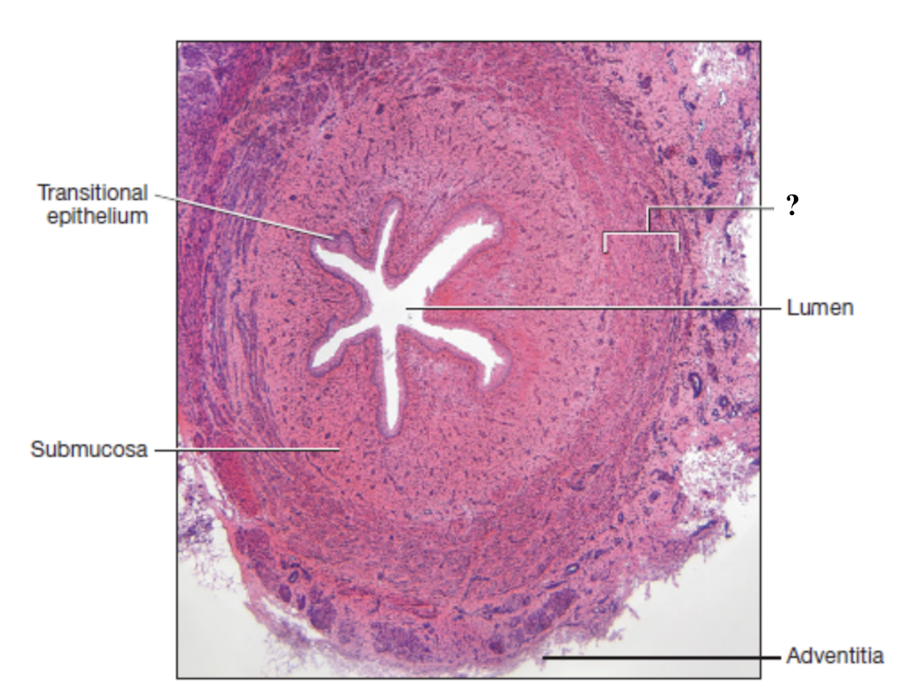 <p>layer of smooth muscle that contracts to propel urine through the urinary tract by peristalsis </p>
