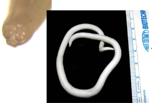 <p><span>What is the genus, species, and stage of this parasite?</span></p><p>• Females measure 20–35 cm long with straight tails</p><p>males are smaller at 15–31 cm and tend to have curved tails </p><p>• possess three “lips” at the anterior end</p>