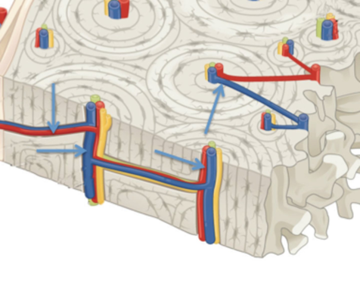 <p>Identify these structures within the central canals and perforating fibers.</p>