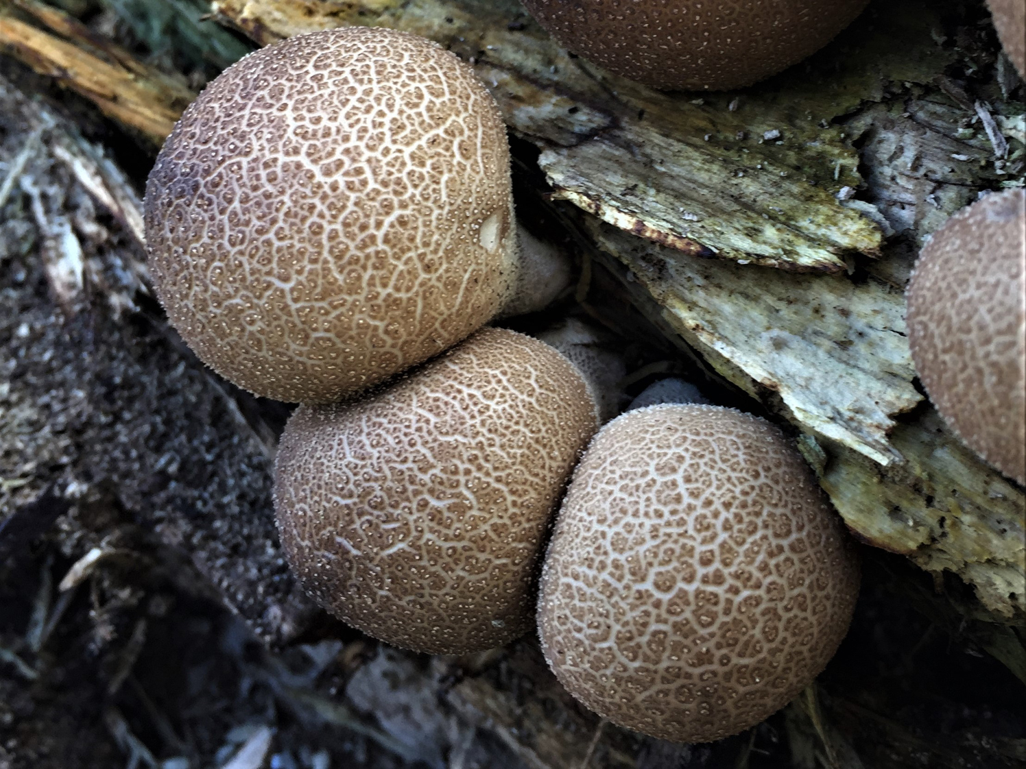 <p>What fungus is this? (Common name)</p>