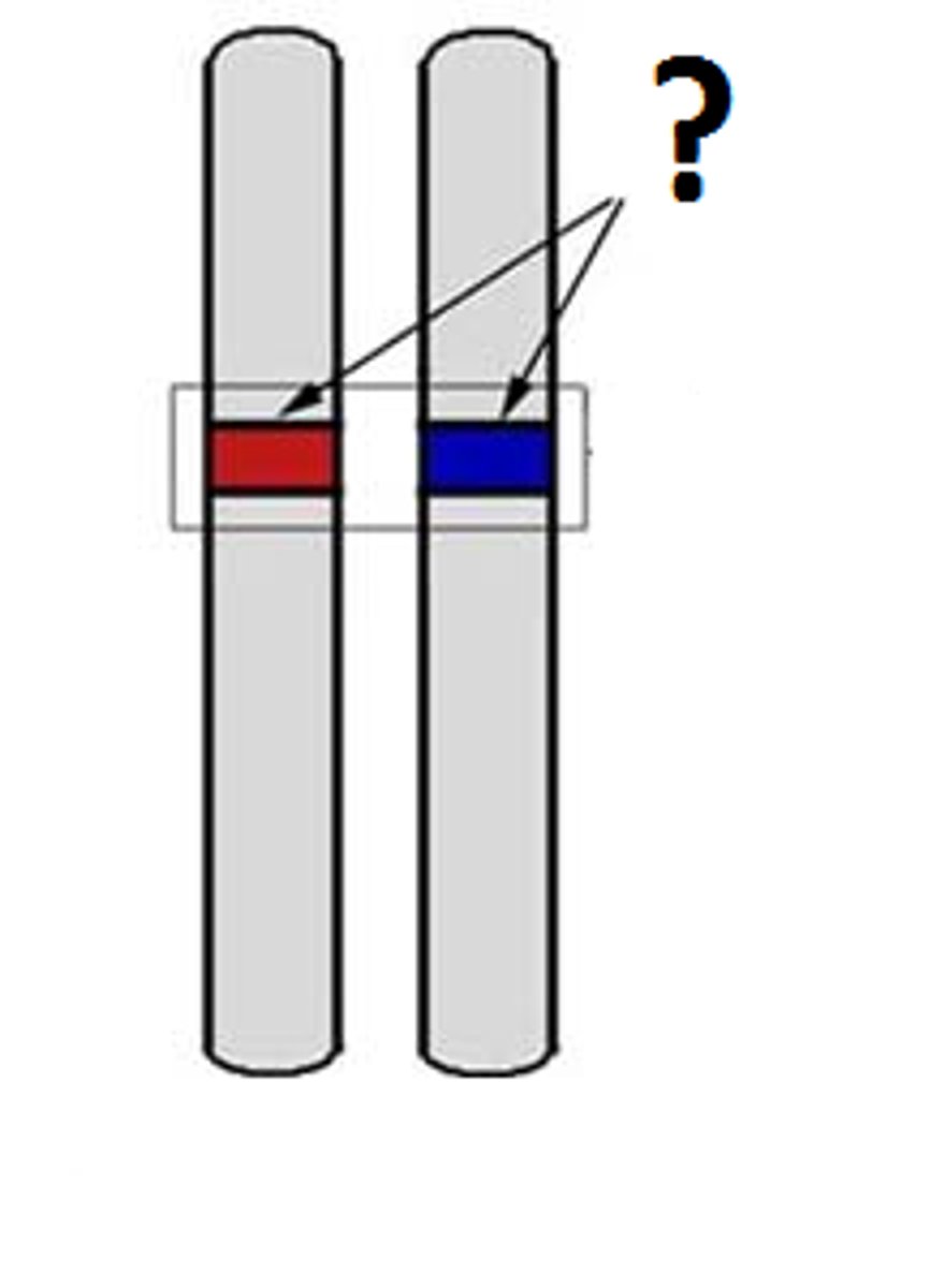 <p>Alternative form of a gene;</p><p>one of a pair of genes that</p><p>occupies the same position</p><p>on homologous chromosomes</p>