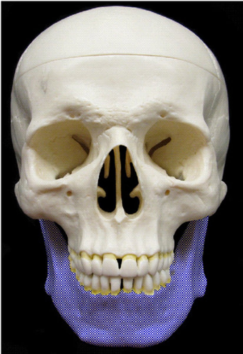 <p>ID bone</p>