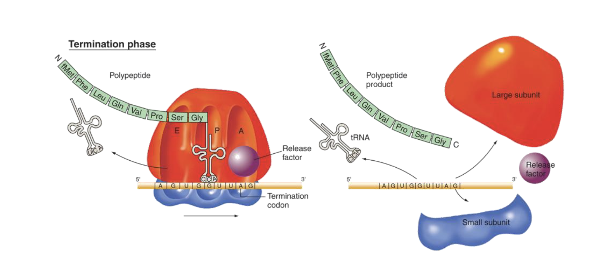 <ul><li><p><strong>nonsense (stop) codon is encountered</strong> (for which there is no tRNA)</p></li><li><p><strong>Release factor </strong>recognizes stop codon, moves into A site</p></li><li><p>polypeptide is released from C-terminal tRNA </p></li><li><p>mRNA, tRNA, and ribosomal subunits all dissociate from each other</p></li></ul><p></p>