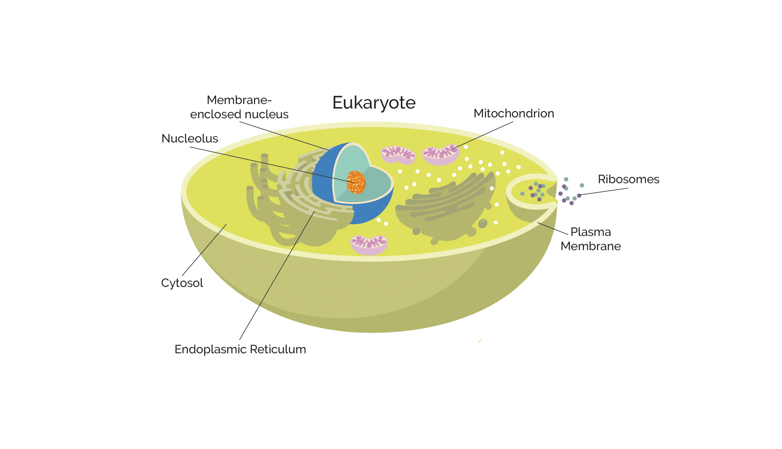 <p><span style="font-family: Avenir, sans-serif">Eukaryote</span></p>