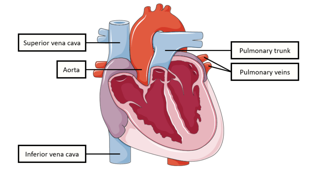 <ul><li><p>the pulmonary veins</p></li><li><p>the aorta</p></li></ul><p></p>
