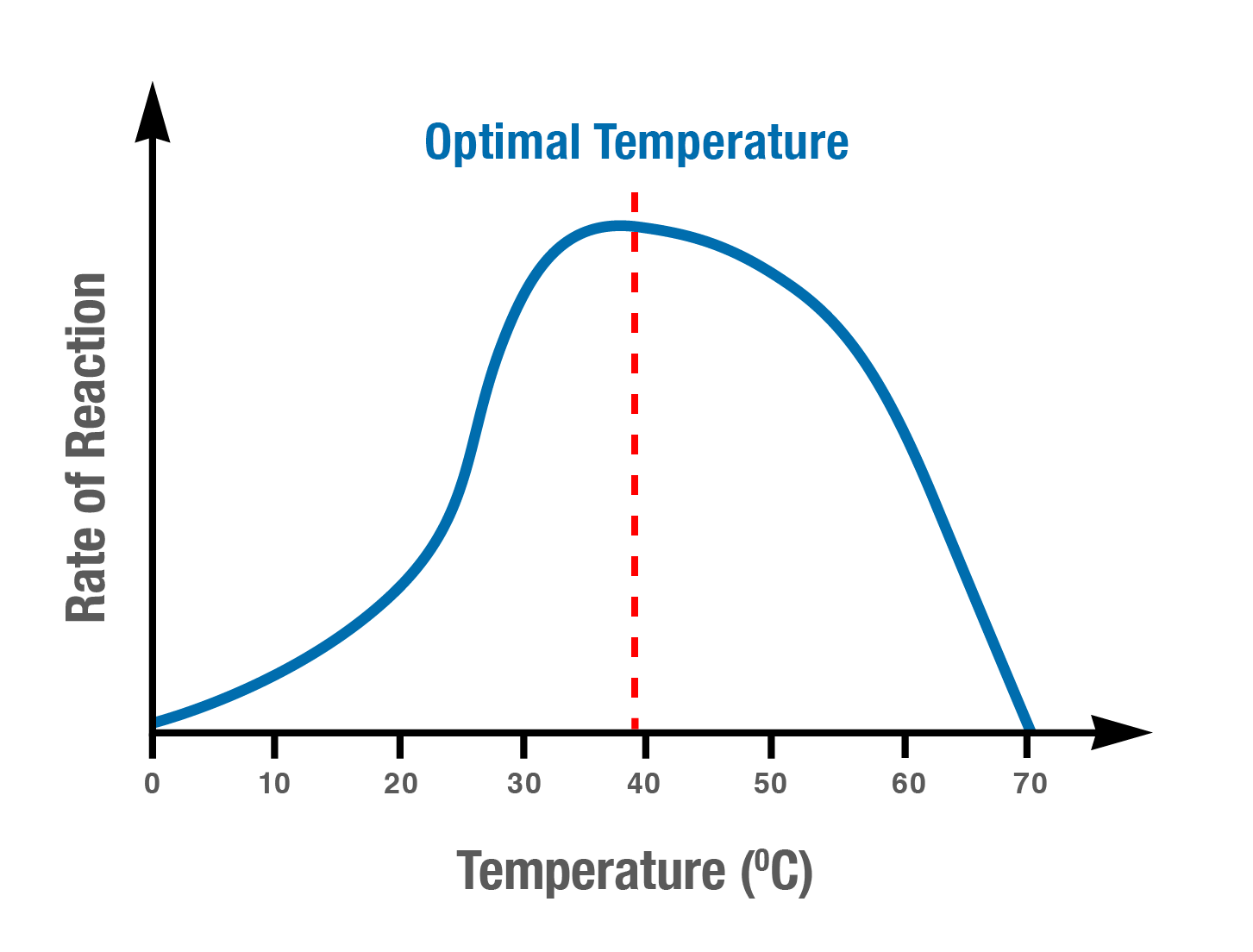 <p>Collision theory</p><ul><li><p>temperature can affect the rate of enzyme-catalysed reactions as the substrate molecule moves faster in high temperatures and slower in low temperatures</p></li><li><p>at low temperatures, molecular movement slows, and fewer collisions occur between the substrate and enzyme molecules. The reaction rate decreases</p></li><li><p>at high temperatures, the molecules begin to move faster as they gain energy. More collisions occur between the substrate and enzyme molecules. The reaction rate increases. </p><p></p></li></ul><p>Optimal temperature</p><ul><li><p>Different enzymes have different optimum temperatures</p></li><li><p>enzyme’s activity rates are highest at its optimum temperature </p></li></ul><p></p><p>Denaturation</p><p>If the temperature gets too high, the bonds that determine the three-dimensional shape of the enzyme proteins will break. As a result, the protein loses its functional shape. It becomes permanently denatured and the substrate can no longer fit into the active site. The enzyme’s activity stops.</p>