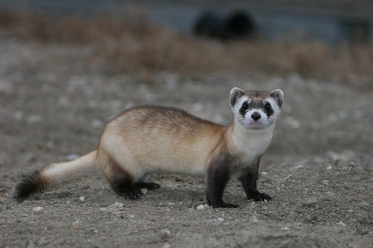 <p>ferret</p>