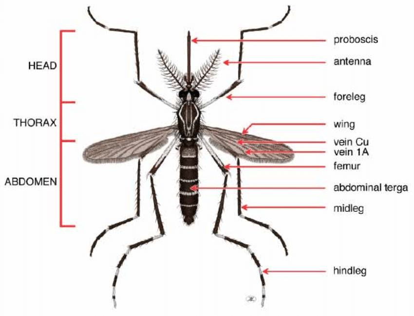 <p>Aedes (Mosquitoes)</p>
