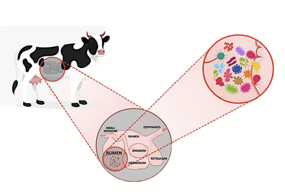 <p>Used by “host” animal to meet their nutrient requirements for energy, protein, fatty acids, and minerals.</p>