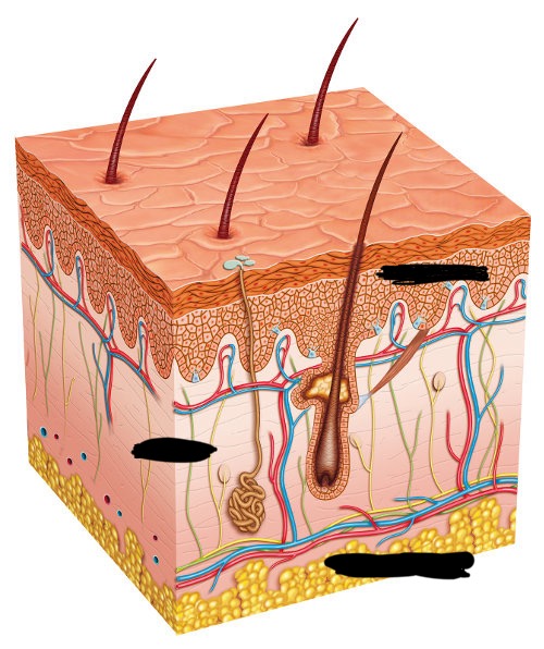 <p>bottom layer is called the</p>