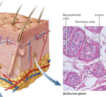 <p>what are eccrine sweat glands?</p>