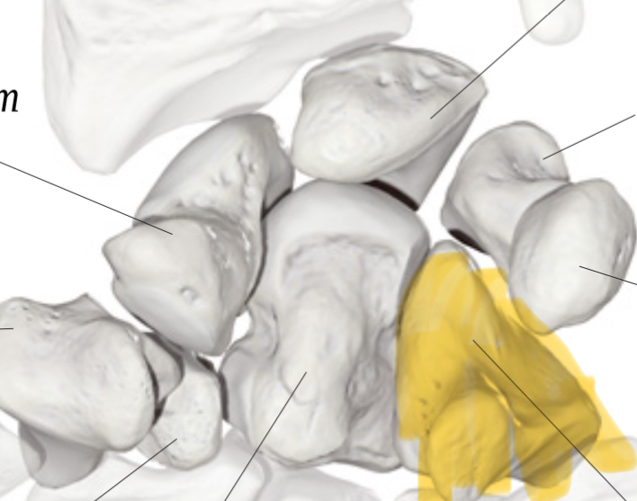 <p>Hoe heet dit bot?</p>