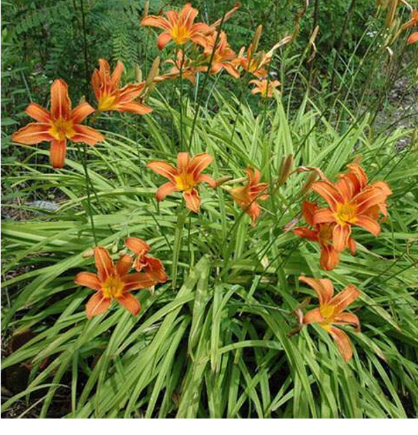 <p>lily: monocot or dicot?</p>