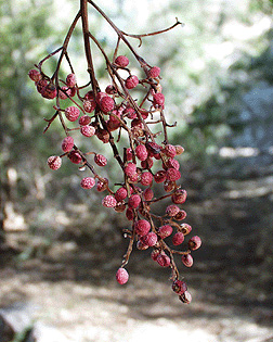 <p>Scientific Name</p>