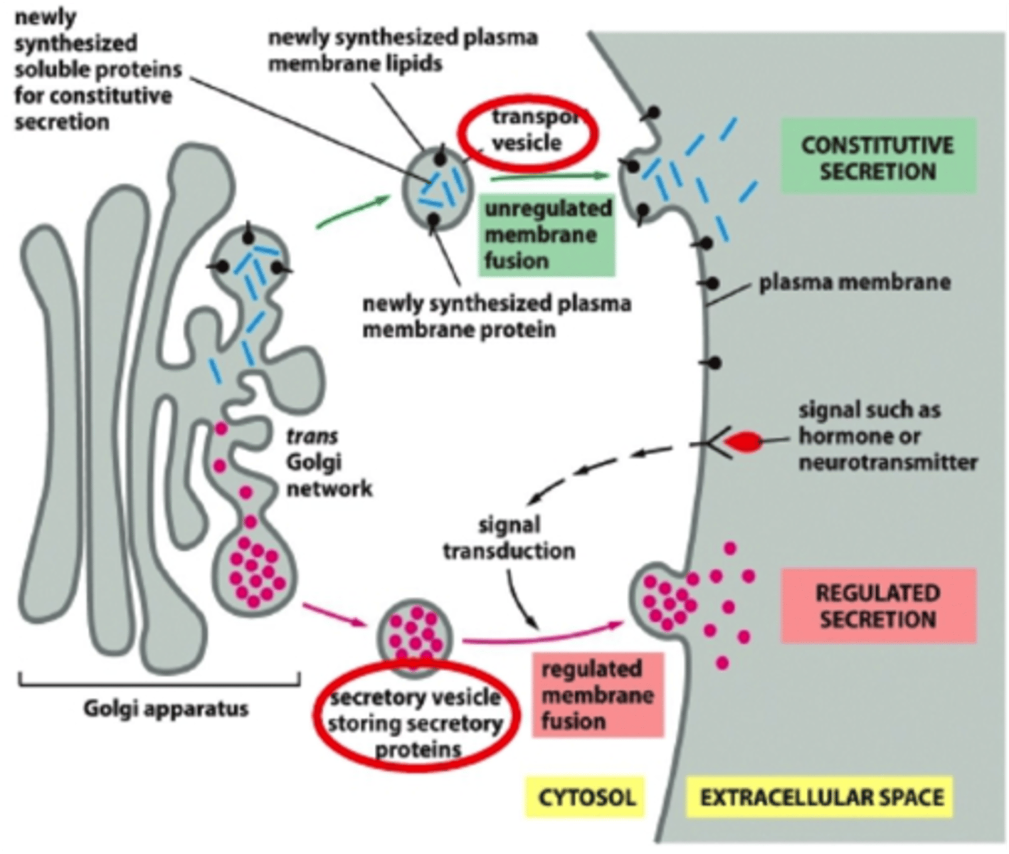<p>Supplies plasma membrane with lipids and proteins- some proteins are secreted</p><p>→Entry to this pathways does not need a particular signal sequence (other than to enter the ER)</p><p>→Operates continually in all eukaryotic cells (not specialized because it is continuous)</p>
