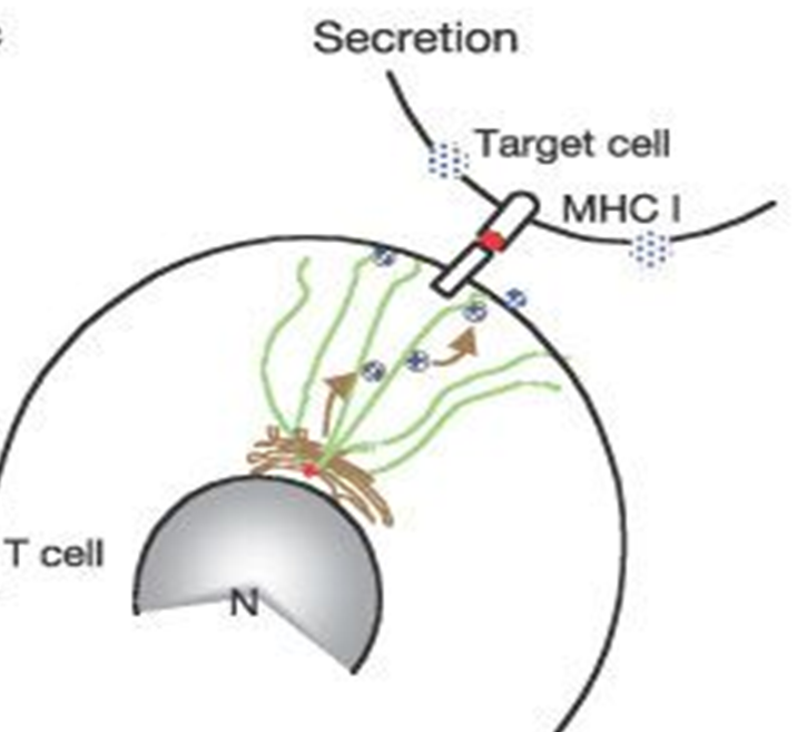 <p>Describe the image showing RhoGTP in secretion.</p>