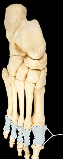 <p>Bones of the foot, superior view, right side</p>