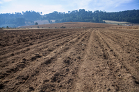 <p>Soil </p><p>(n)</p><p><span>/sɔɪl/</span></p>