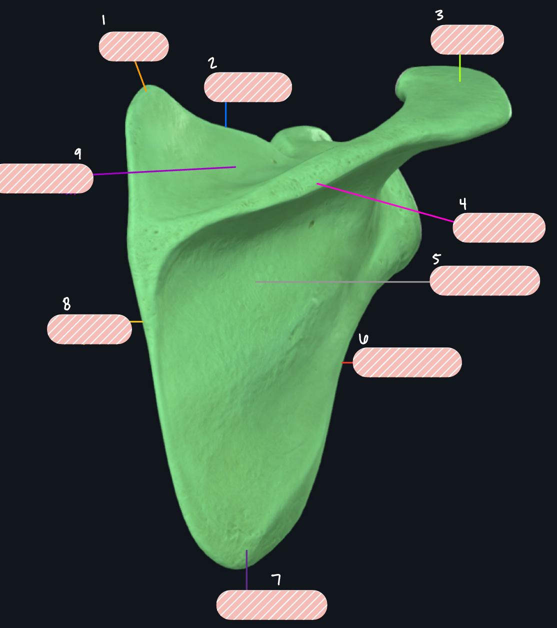 <p>Label 6</p>
