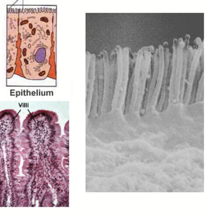 <p>Protrusions on the villi in the small intestine to further increase surface area for nutrient absorption. Found in each epithelial small intestinal cell.</p><p>Also called the “brush border membrane”.</p>