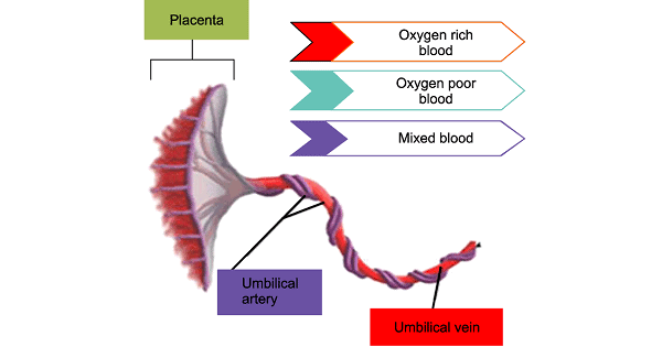 <p>The development of the umbilical vein (TM rốn)</p>