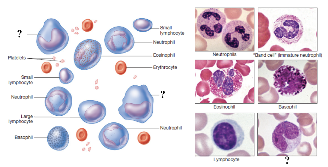 <p>function to present antigens to lymphocytes to active the immune response and mature into macrophages which are active phagocytes that engulf bacteria, dead cells, and debris</p><ul><li><p>largest sized white blood cell, make up 3 to 8% of total white blood cells </p></li><li><p>elevated in viral infections, chronic inflammation, and certain leukemias </p></li></ul><p></p>