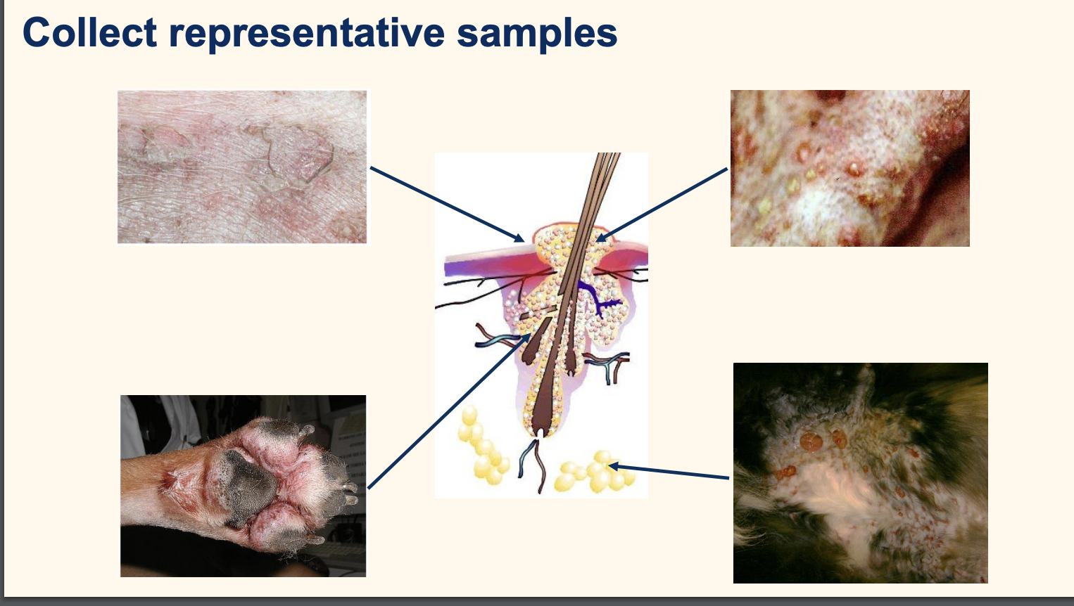 <p>epidermal collarete: leading edge of sace</p><p>pustule: pus in fresh leisinofuruncuosis: deeper— fresh subcut dermal material</p><p>cat skin erosion moist—> staph in subcut</p>