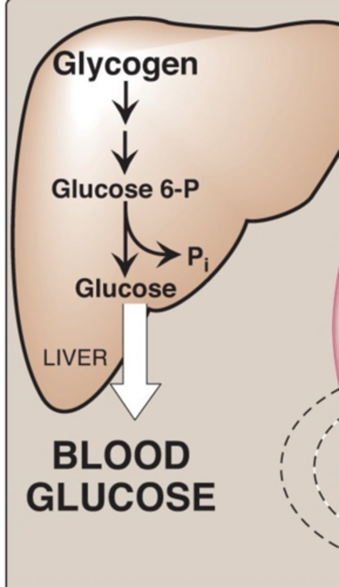 <p>liver, fasting</p>