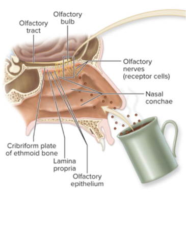 <p>sense of smell</p><p>detect ordorants (chemcials in air)</p><p>adaptive</p>